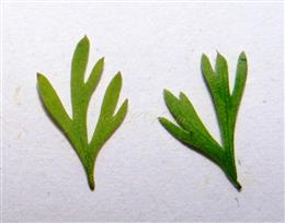  Leaf lobes